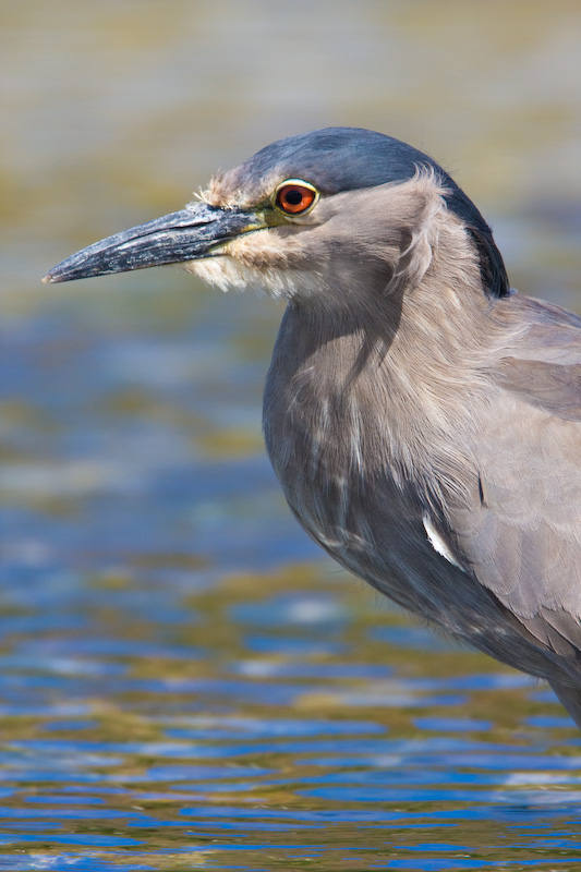 Black-Crowned Night Heron